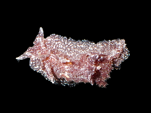 citrine nudibranch