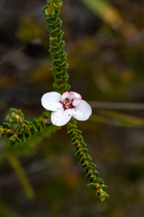 Adenandra brachyphylla