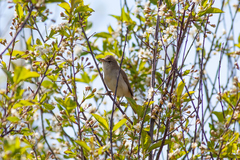 Acrocephalus dumetorum