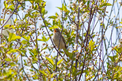 Acrocephalus dumetorum