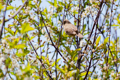 Acrocephalus dumetorum