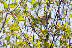 Acrocephalus dumetorum