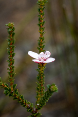 Adenandra brachyphylla