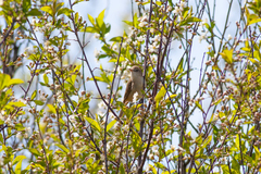 Acrocephalus dumetorum