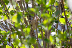 Acrocephalus dumetorum