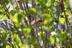 Acrocephalus dumetorum