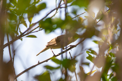 Acrocephalus dumetorum