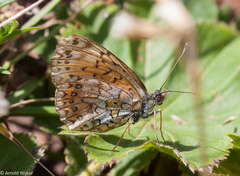 Boloria erubescens