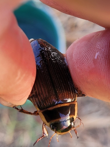 Great Diving Beetle, 1382 JL Weesp, Nederland, photo 9 of 10