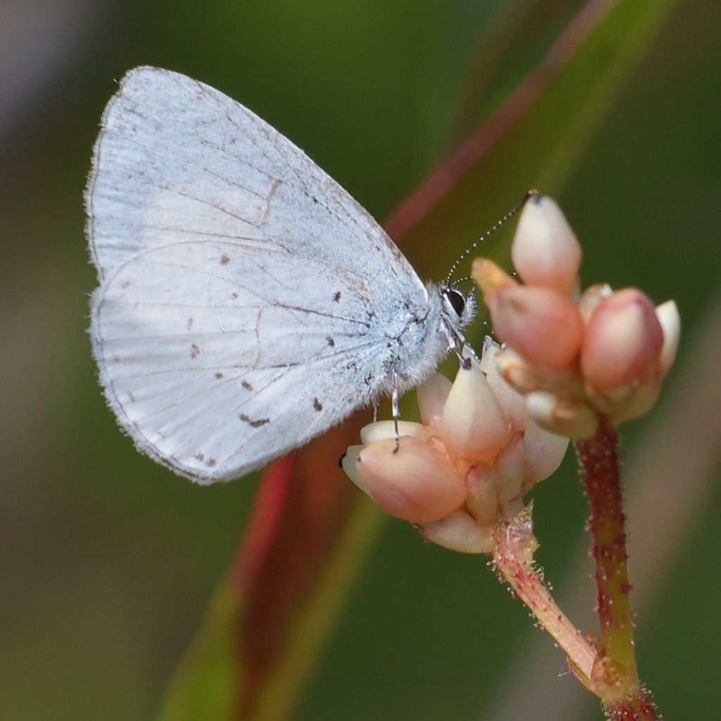 White Hedge Blue
