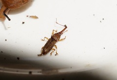 Arecocryptus bellus