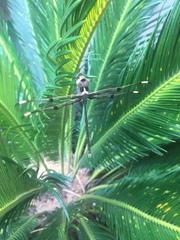 Telephlebia godeffroyi