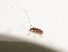 Arecopais spectabilis