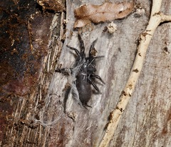 Porrhothele