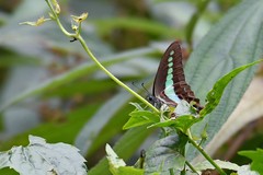 Graphium teredon