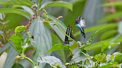 Graphium teredon