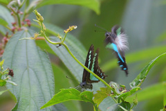 Graphium teredon