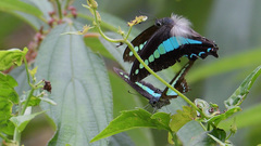 Graphium teredon