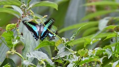 Graphium teredon