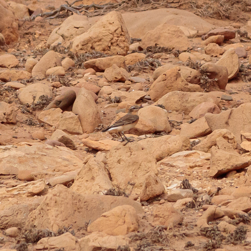 Northern Wheatear