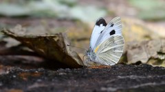 Pieris canidia
