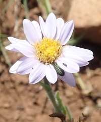 Afroaster hispidus