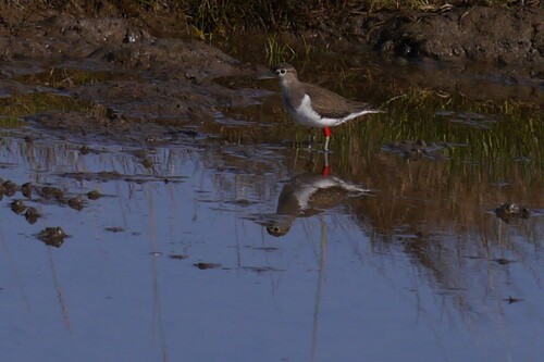 Andarríos chico (Actitis hypoleucos)