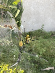 Trichonephila turneri