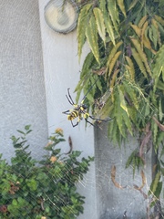 Trichonephila turneri