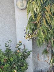 Trichonephila turneri