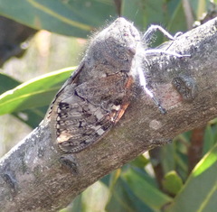 Platypleura capensis