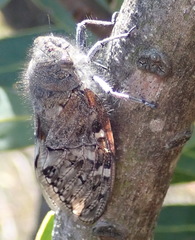 Platypleura capensis