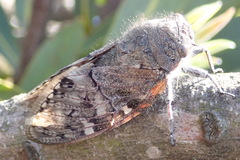 Platypleura capensis