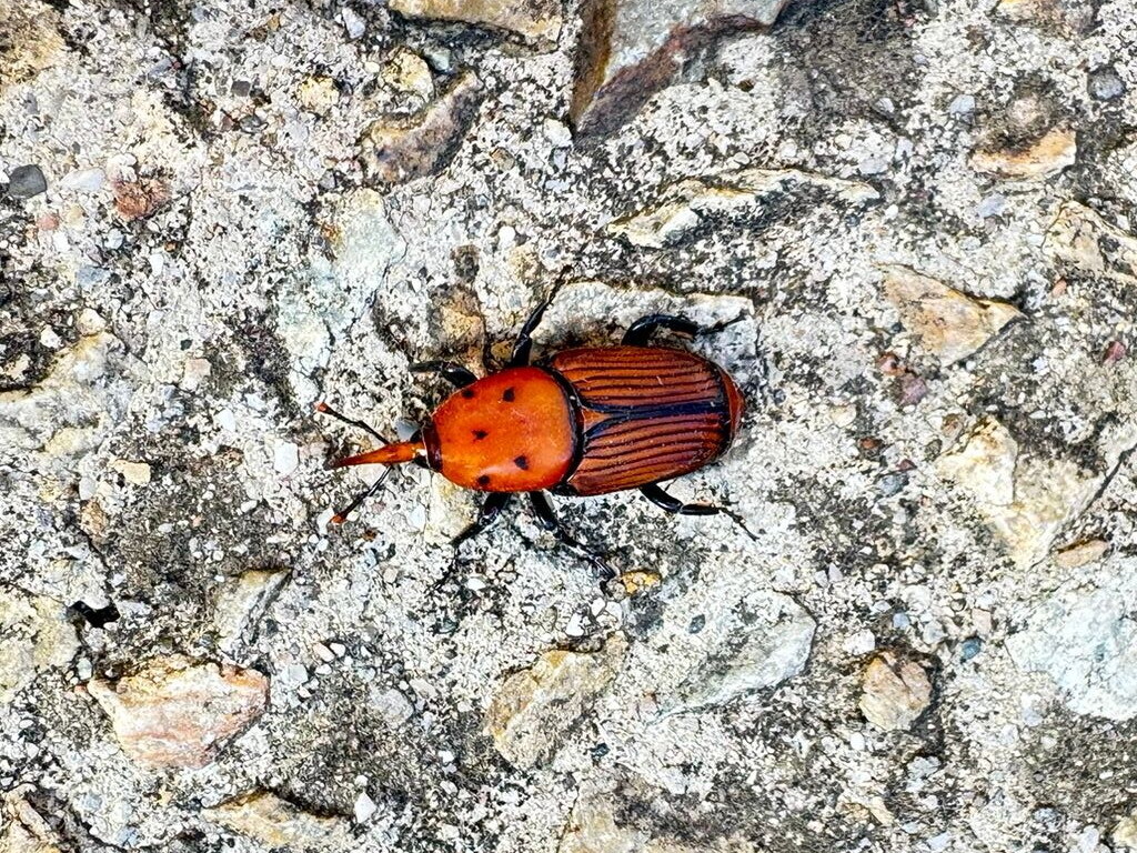 Red palm weevil (Rhynchophorus ferrugineus)