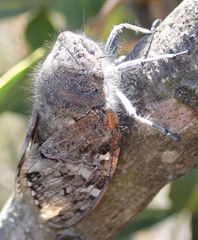 Platypleura capensis
