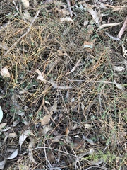 Chenopodium trigonon