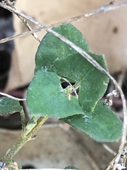 Chenopodium trigonon