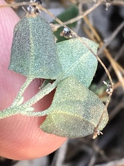 Chenopodium trigonon