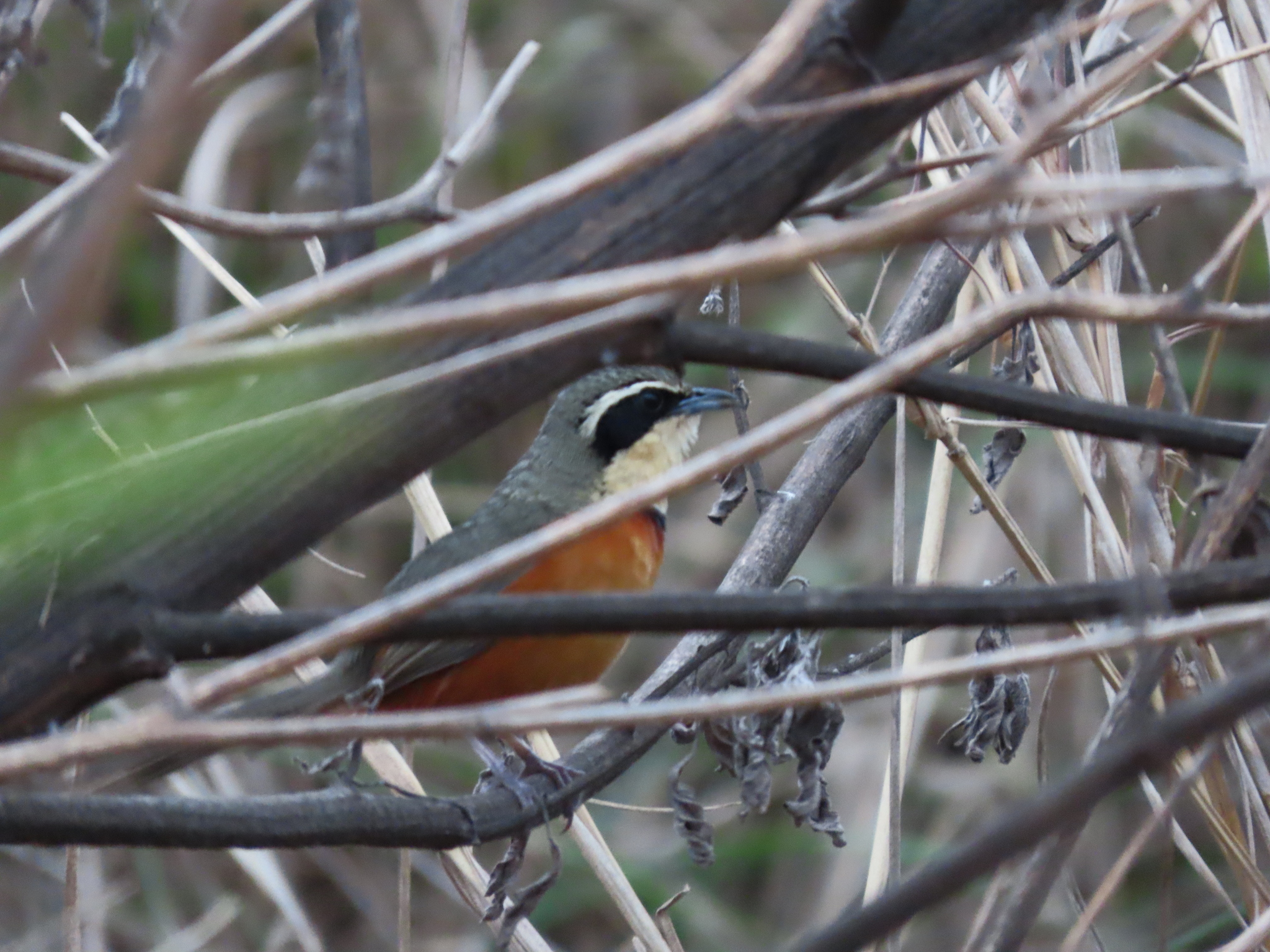Olive-crowned Crescentchest (Melanopareia maximiliani), photo 8