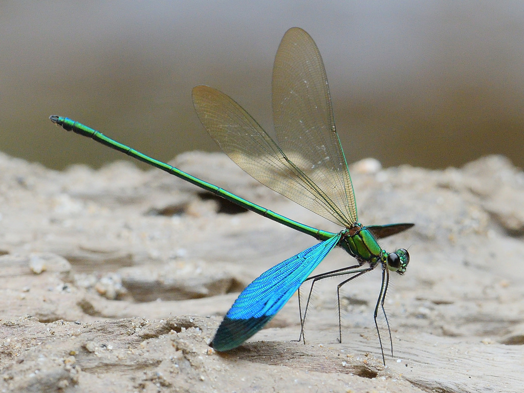 Green Metalwing