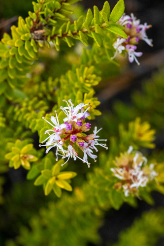 Agathosma ciliaris, photograph 6