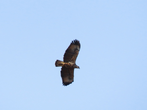 Great Black Hawk