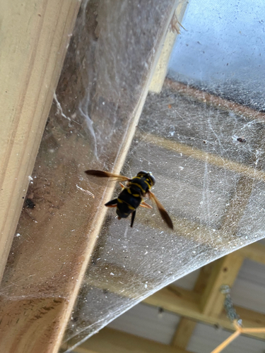 Unknown species found near Tennessee, US