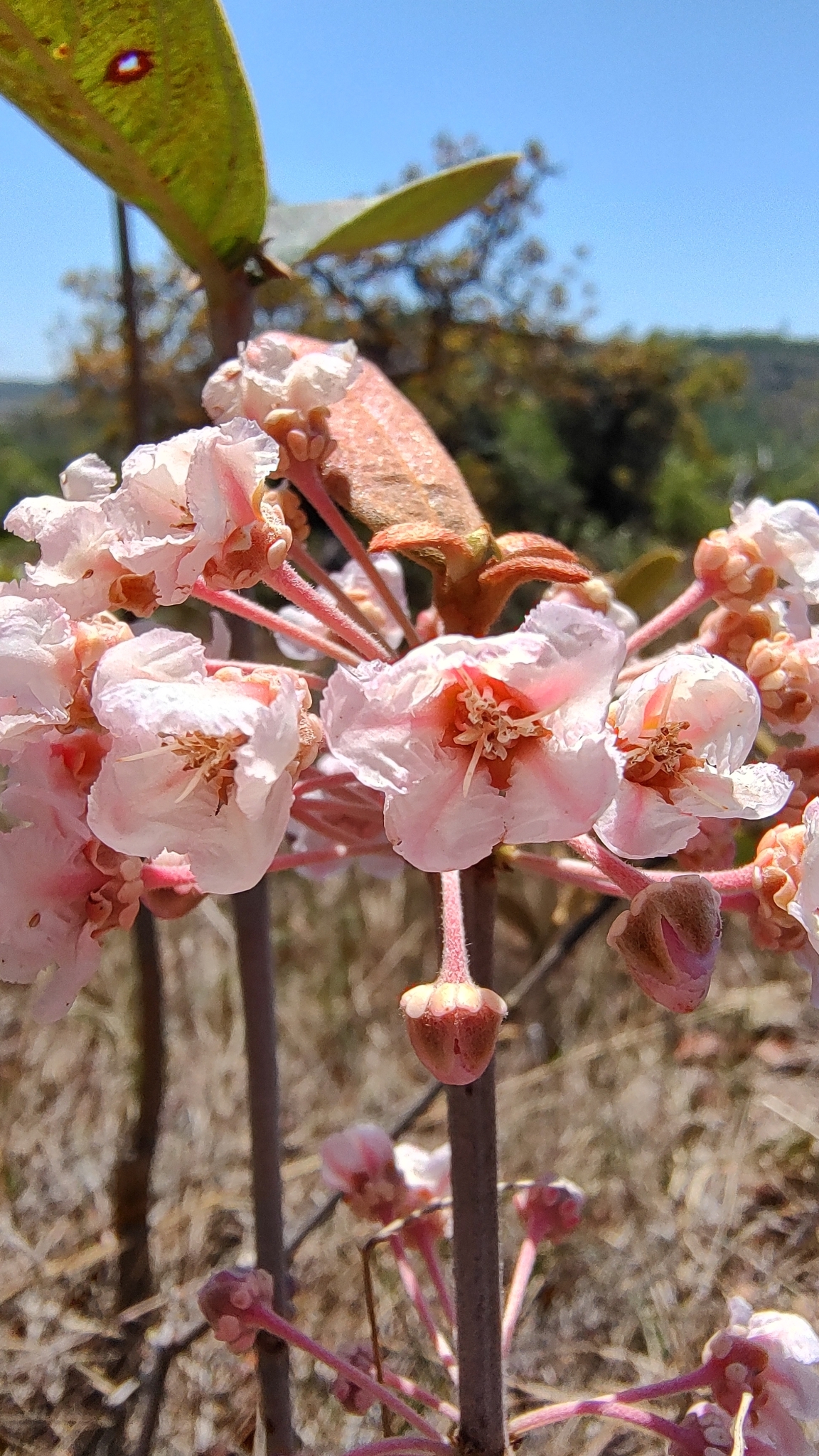 Pterandra pyroidea