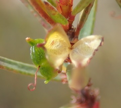 Agathosma pungens