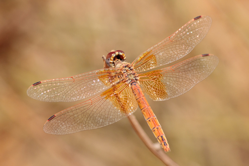 Orange-winged Dropwing