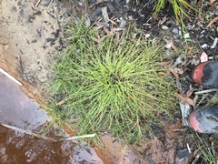 Isolepis distigmatosa