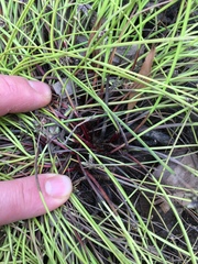 Isolepis distigmatosa