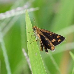 Taractrocera ceramas