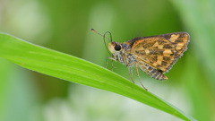 Taractrocera ceramas